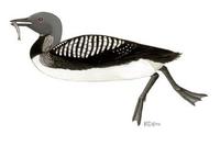 Image of: Gavia arctica (black-throated diver;arctic loon)
