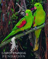 Olive-shouldered Parrot - Aprosmictus jonquillaceus