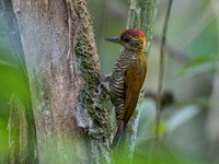Red-rumped Woodpecker - Veniliornis kirkii