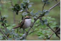 Thorn-tailed Rayadito - Aphrastura spinicauda