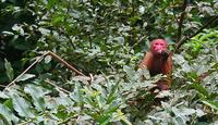 Red faced Uakari monkey (Cacajao calvus ) also known as the Bald Uakari.
