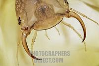 larva of great diving beetle , mandible , Dytiscus marginalis , Dytiscidae , Germany stock photo