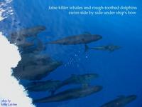 False killer whales and rough-toothed dolphins riding ship's bow.