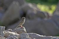 Rock Sparrow, Petronia petronia