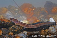 : Eurycea wilderae; Blue Ridge Two-lined Salamander