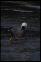 : Anser canagicus; Emperor Goose