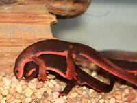 : Taricha rivularis; Red Bellied Newt
