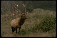 : Cervus sp.; Elk