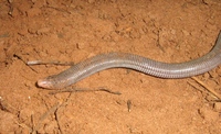 : Amphisbaena mertensii; Mertens' Worm Lizard