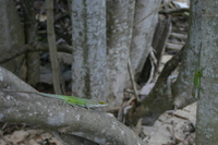 : Anolis leachii; Barbuda Bank Tree Anole