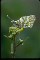 : Euchloe hyantis; Marble Butterfly