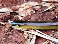 : Ophiodes sp.