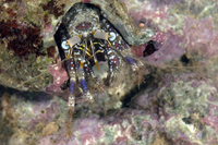 : Dardanus scutellatus