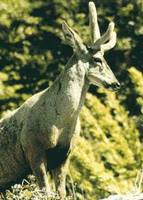 El huemul del sur (Hippocamelus bisulcus) es un ciervo nativo que habita