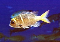 Monotaxis grandoculis, Humpnose big-eye bream: fisheries, gamefish, aquarium