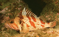 Sebastes dallii, Calico rockfish: