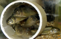 Pimephales promelas, Fathead minnow: fisheries, bait
