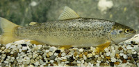 Salmo platycephalus, Flathead trout: fisheries