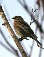 Dendroica townsendi - Townsend's Warbler