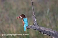 Image of: Halcyon smyrnensis (white-throated kingfisher)