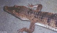 Image of: Crocodylus mindorensis (Philippine crocodile)