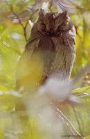 Pallid Scops Owl - Otus brucei