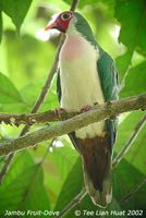 Jambu Fruit Dove - Ptilinopus jambu