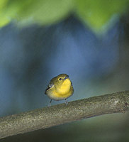Yellow-throated Vireo (Vireo flavifrons) photo