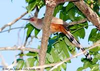 Puerto Rican Lizard-Cuckoo - Saurothera vieilloti