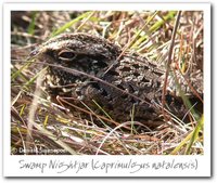 Swamp Nightjar - Caprimulgus natalensis