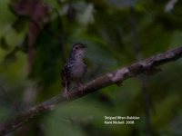 Striped Wren-Babbler - Kenopia striata