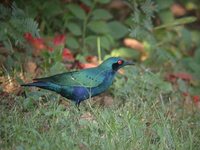 Bronze-tailed Glossy-Starling - Lamprotornis chalcurus