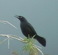Greater Antillean Grackle - Quiscalus niger