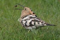 Another fine shot of the Much Wenlock Hoopoe (photo by Ian Butler on 10th May 2005)