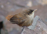 : Catherpes mexicanus; Canyon Wren