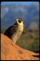 : Falco peregrinus; Peregrine Falcon