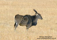: Tregalaphus oryx; Common Eland
