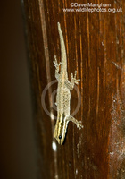 : Lygodactylus keniensis; Kenya Dwarf Gecko