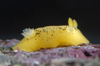 : Peltodoris nobilis; Pacific Sea-lemon