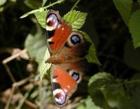 Inachis io - Peacock Butterfly