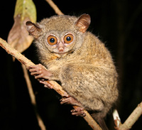 Lariang tarsier (Tarsius lariang)