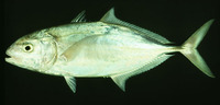 Carangoides gymnostethus, Bludger: fisheries, gamefish
