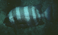 Oplegnathus fasciatus, Barred knifejaw: fisheries, aquaculture, gamefish