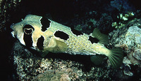Diodon liturosus, Black-blotched porcupinefish: fisheries, aquarium