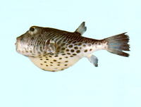 Feroxodon multistriatus, Manystriped blowfish: