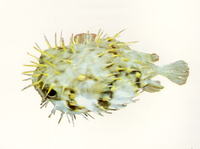 Diodon nicthemerus, Slender-spined porcupine fish: