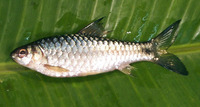 Puntius dorsalis, Long snouted barb: fisheries, aquarium