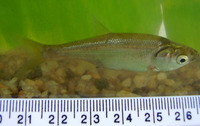 Amblypharyngodon melettinus, Attentive carplet: fisheries, aquarium