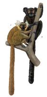 Image of: Eulemur macaco (black lemur)