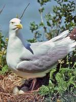 Larus argentatus smithsonianus - American Herring Gull